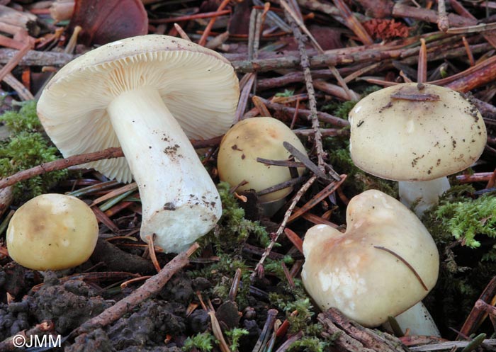 Russula queletii f. flavovirens