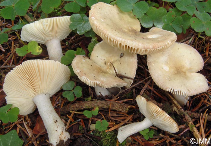 Russula queletii f. flavovirens