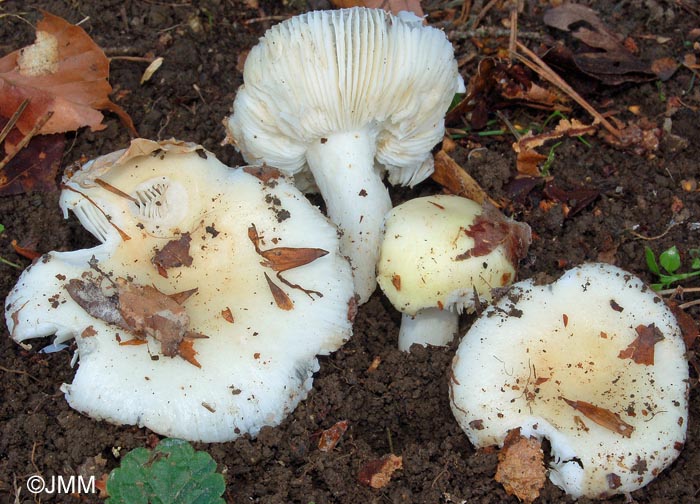 Russula raoultii