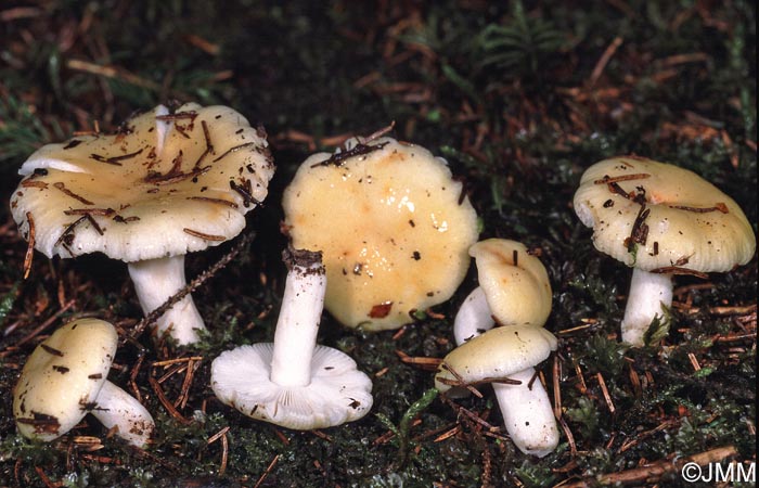 Russula raoultii