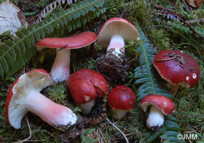 Russula rhodopus