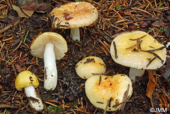 Russula risigallina