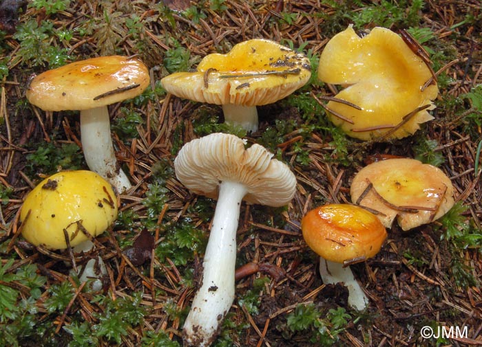 Russula risigallina