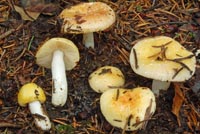 Russula risigallina