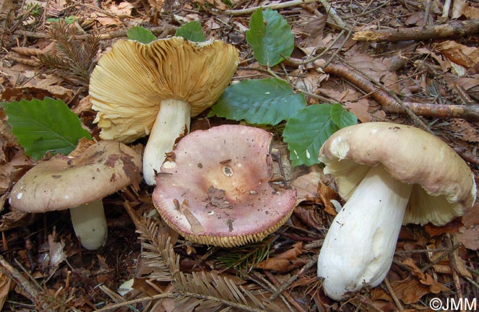 Russula romellii