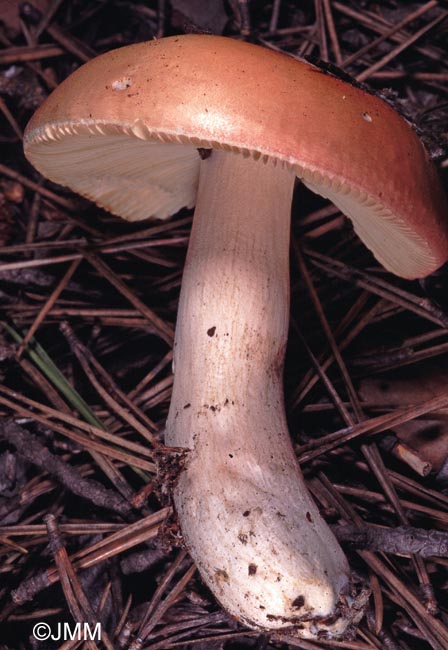 Russula roseipes