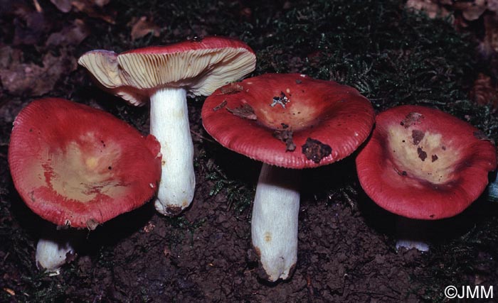 Russula rutila