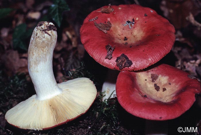 Russula rutila