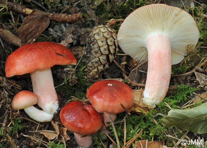 Russula sanguinaria