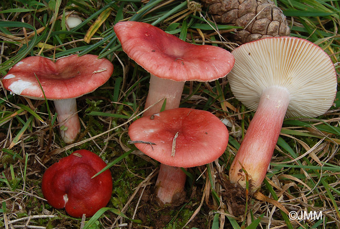 Russula sanguinaria