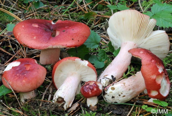 Russula sanguinaria