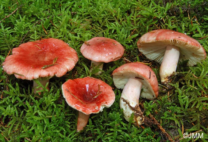 Russula sanguinaria