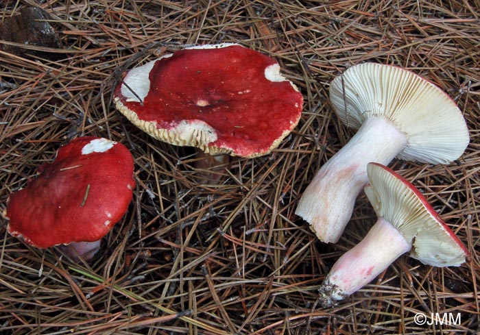 Russula sanguinaria