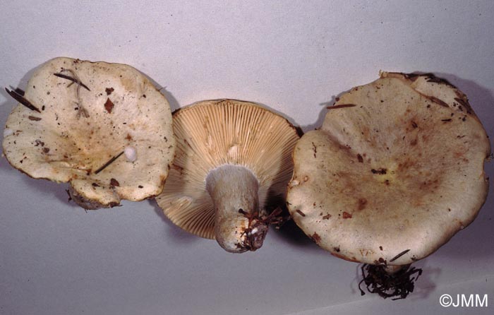 Russula sanguinaria var. confusa