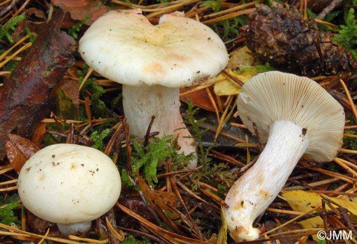 Russula sanguinaria var. confusa