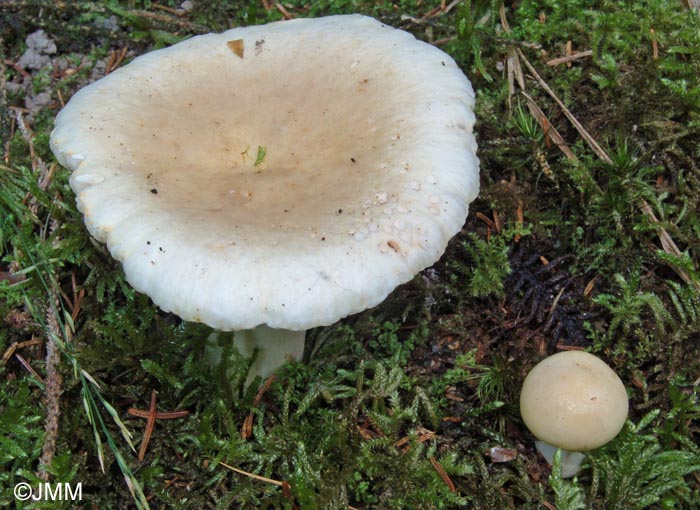 Russula sanguinaria var. confusa