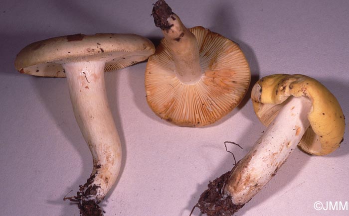 Russula sardonia var. mellina