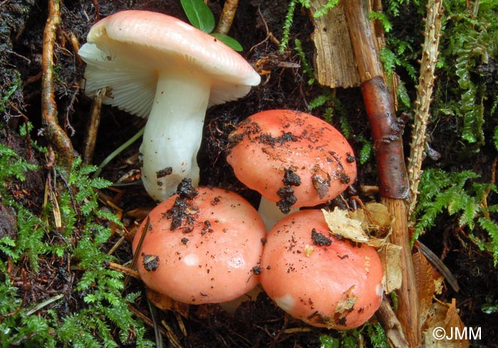 Russula silvestris