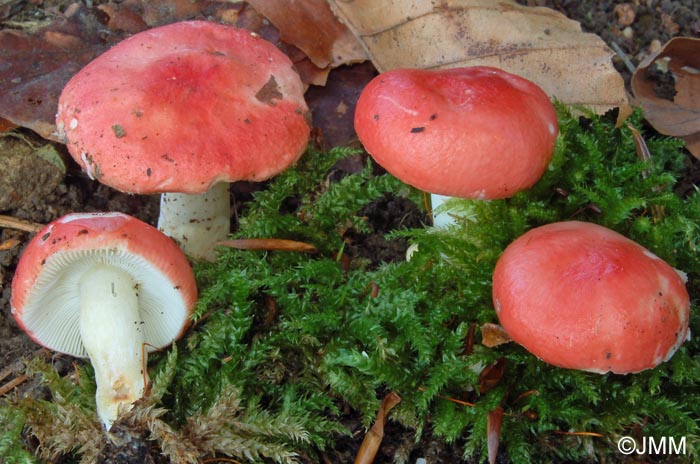 Russula silvestris