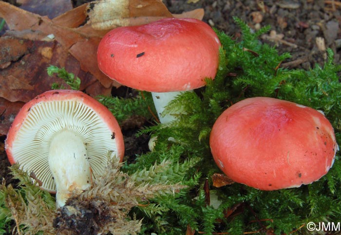 Russula silvestris