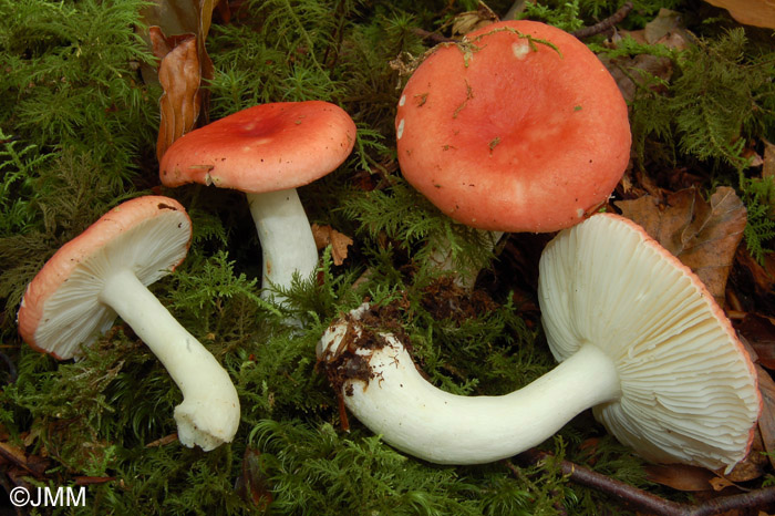 Russula silvestris