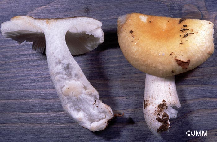 Russula solaris