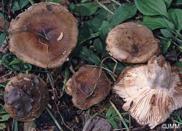 Russula sororia