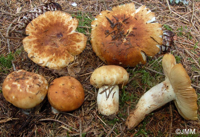 Russula subfoetens