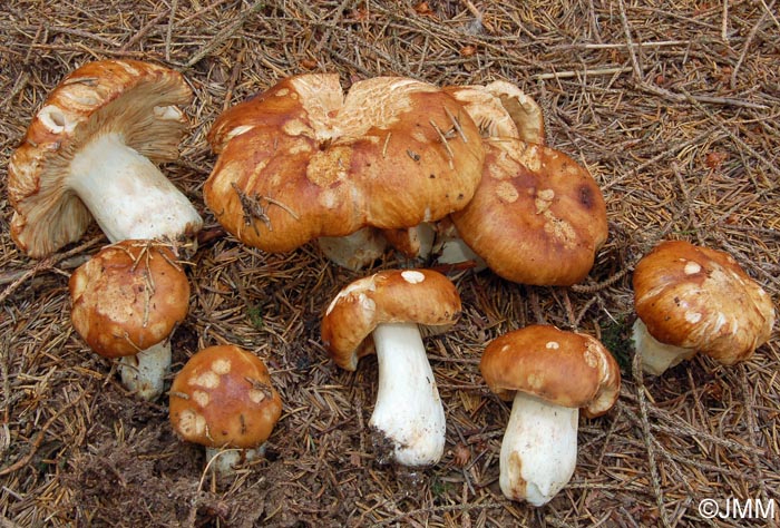 Russula subfoetens var. johannis