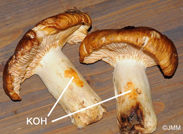 Russula subfoetens var. johannis