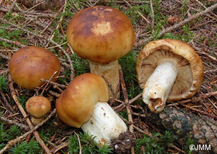 Russula subfoetens var. johannis