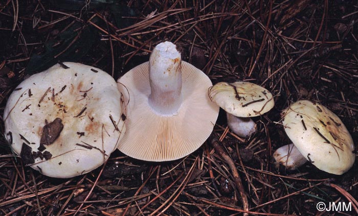 Russula torulosa f. luteovirens