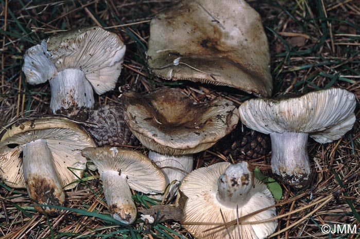 Russula torulosa f. luteovirens