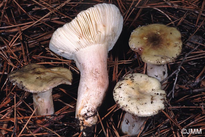 Russula torulosa f. luteovirens