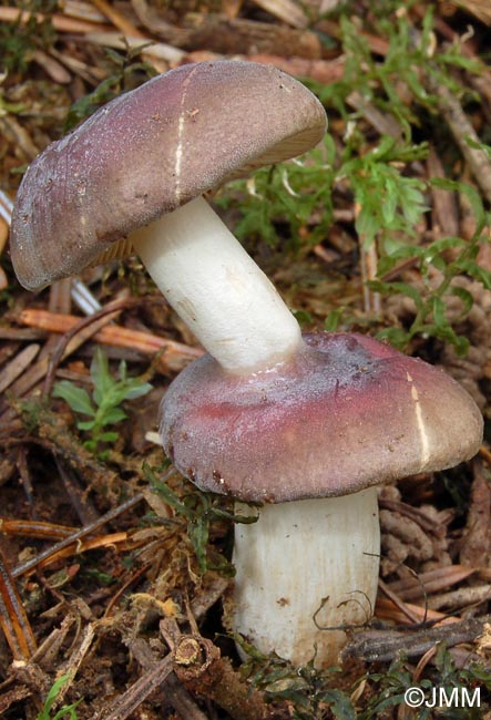 Russula turci