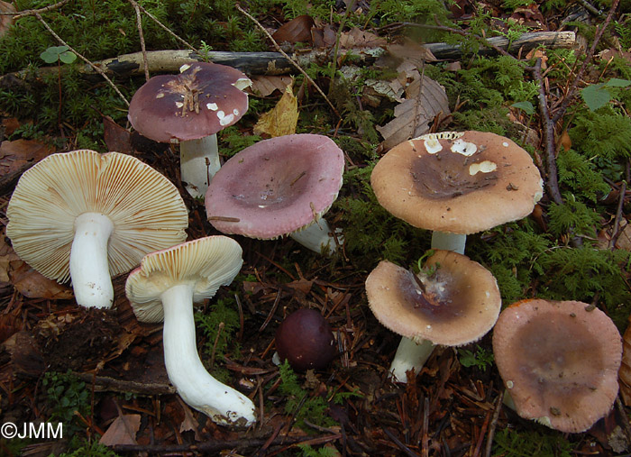 Russula turci