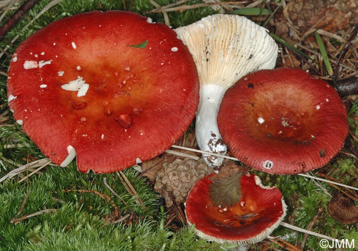 Russula velenovskyi