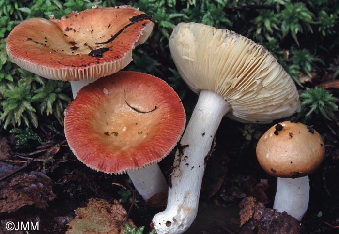 Russula velenovskyi