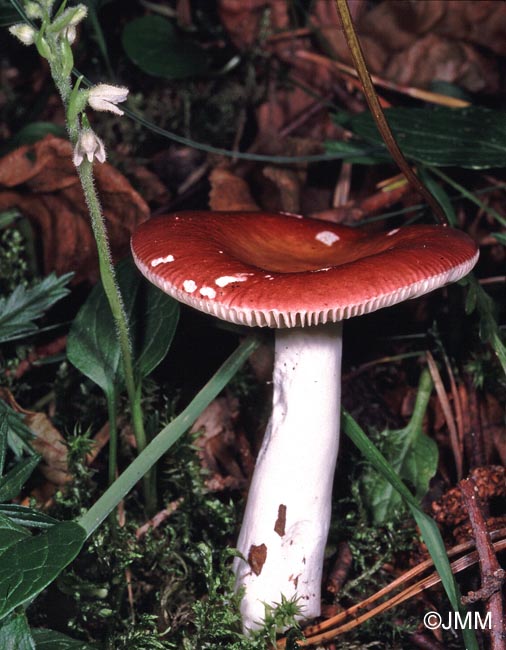 Russula velenovskyi et Goodyera repens