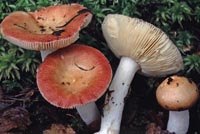 Russula velenovskyi