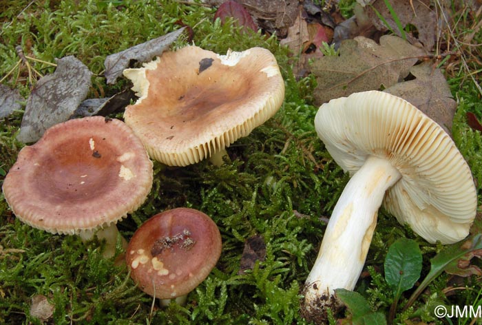 Russula versicolor