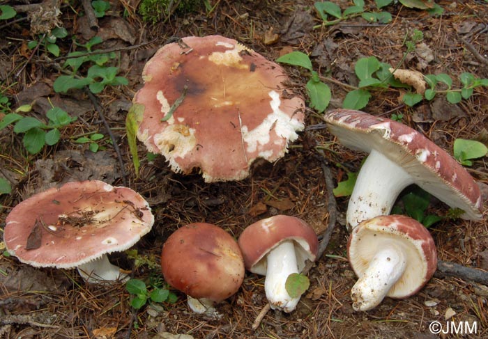 Russula vesca