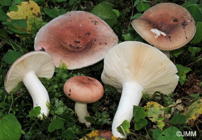 Russula vesca