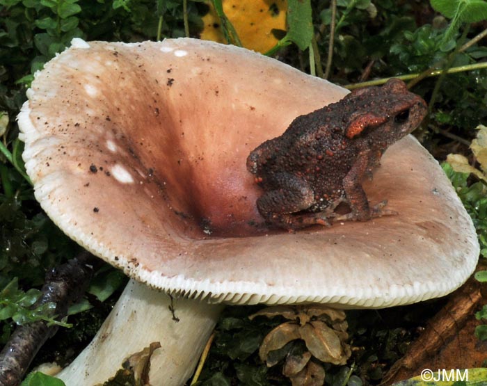 jeune Bufo bufo sur Russula vesca