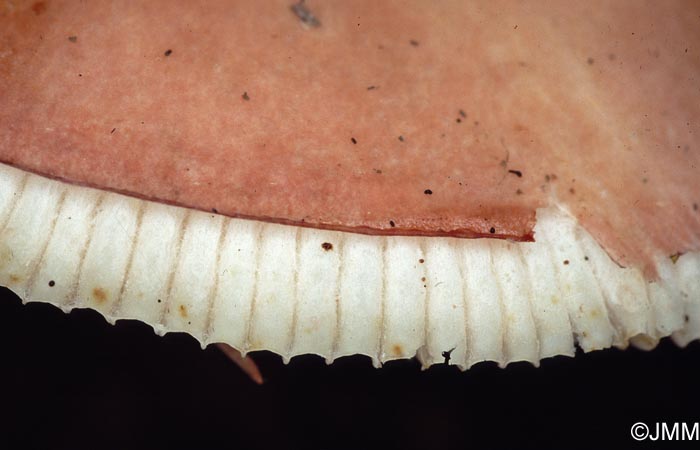 Russula vesca : dtail de la cuticule plus courte que le chapeau