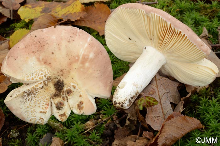 Russula veternosa