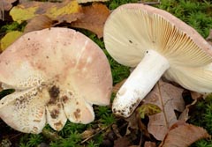 Russula veternosa