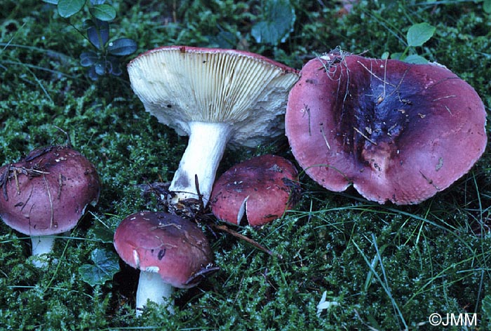 Russula vinosa