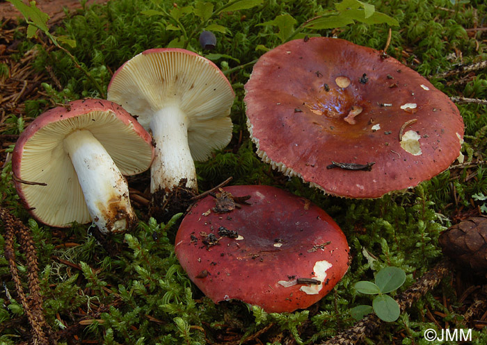 Russula vinosa