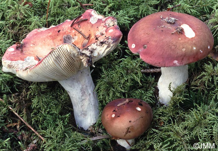 Russula vinosa